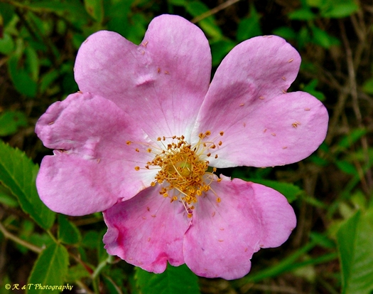 {Rosa setigera}